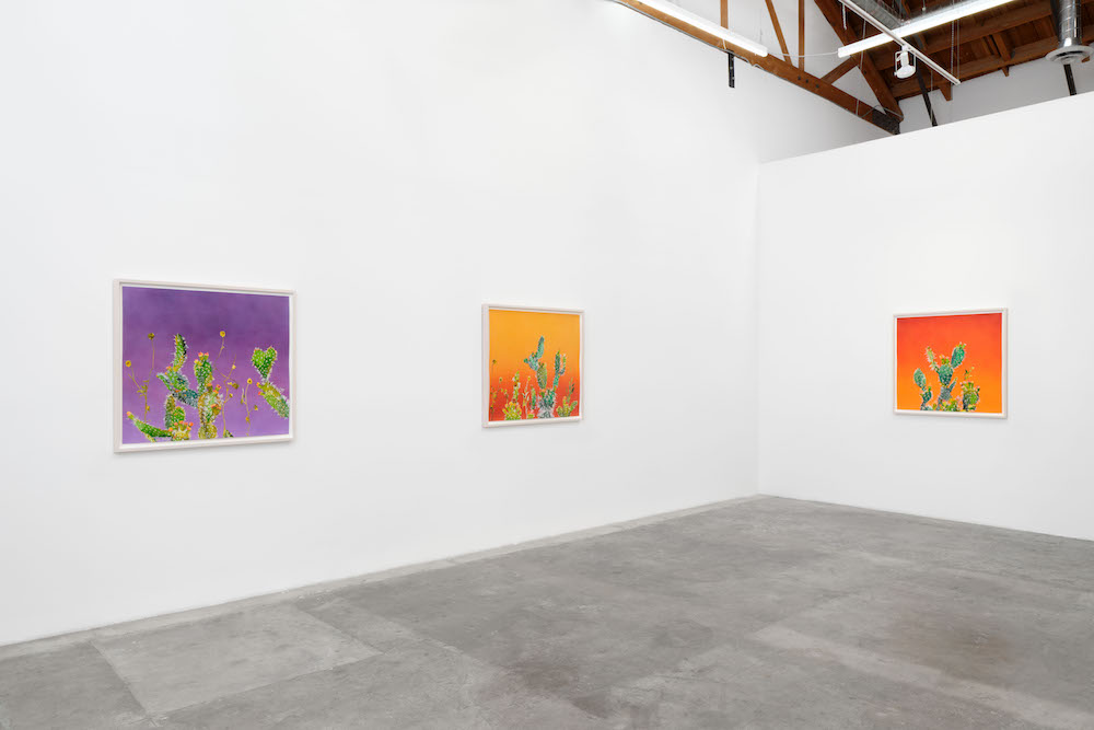 Francesca Gabbiani Baert Gallery 
