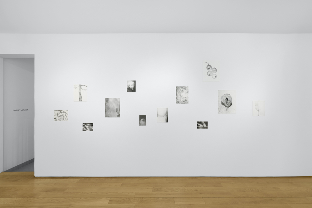 Jochen Lempert Anton Kern Gallery 