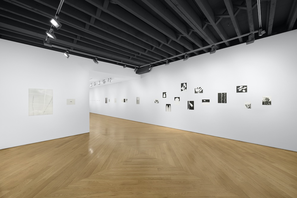 Jochen Lempert Anton Kern Gallery 