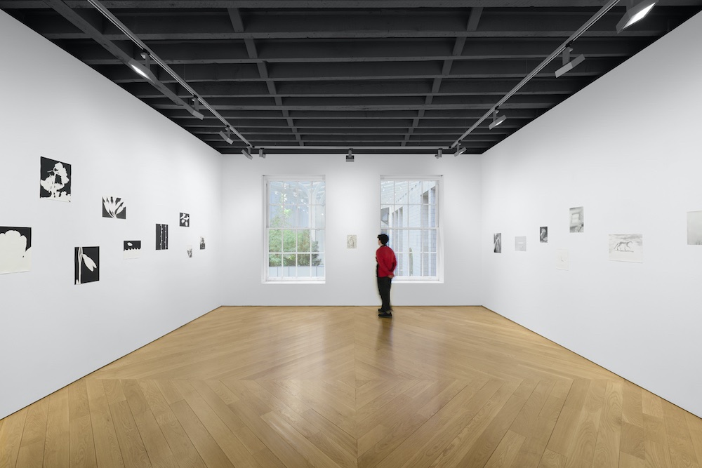 Jochen Lempert Anton Kern Gallery 