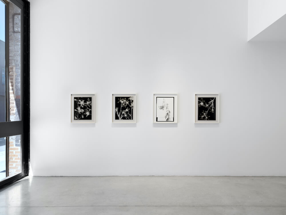 Lisa Oppenheim  Tanya Bonakdar Gallery 