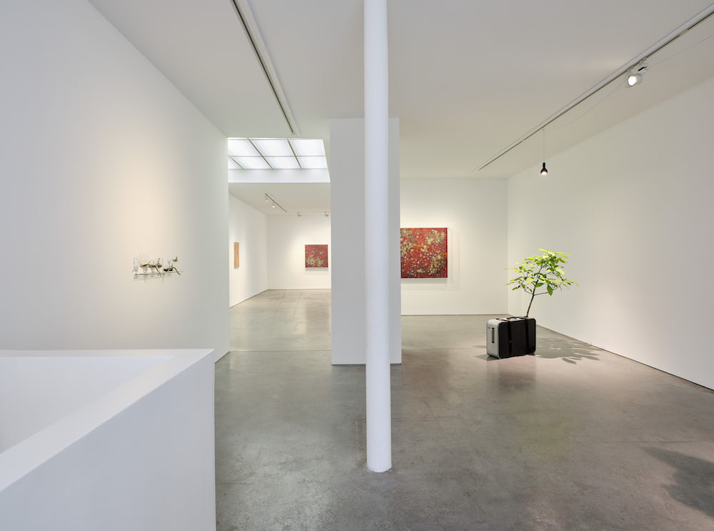 Michel Blazy Art : Concept 