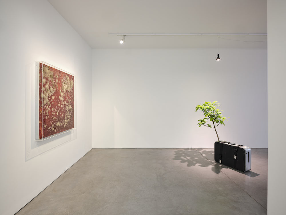 Michel Blazy Art : Concept 