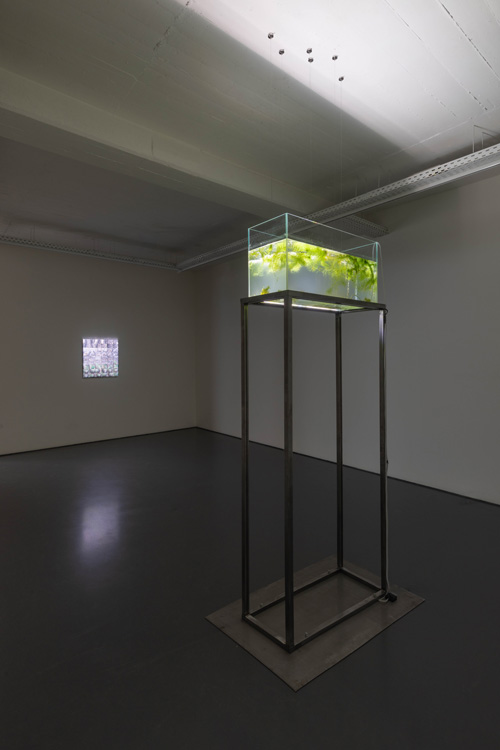 Evian Wenyi Zhang Pedro Cera 