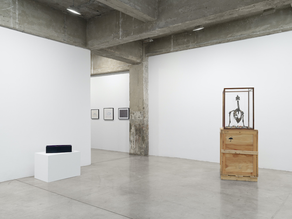 Mark Dion Tanya Bonakdar Gallery 