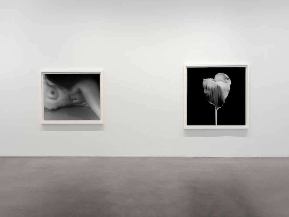 Robert Mapplethorpe Gladstone Gallery 