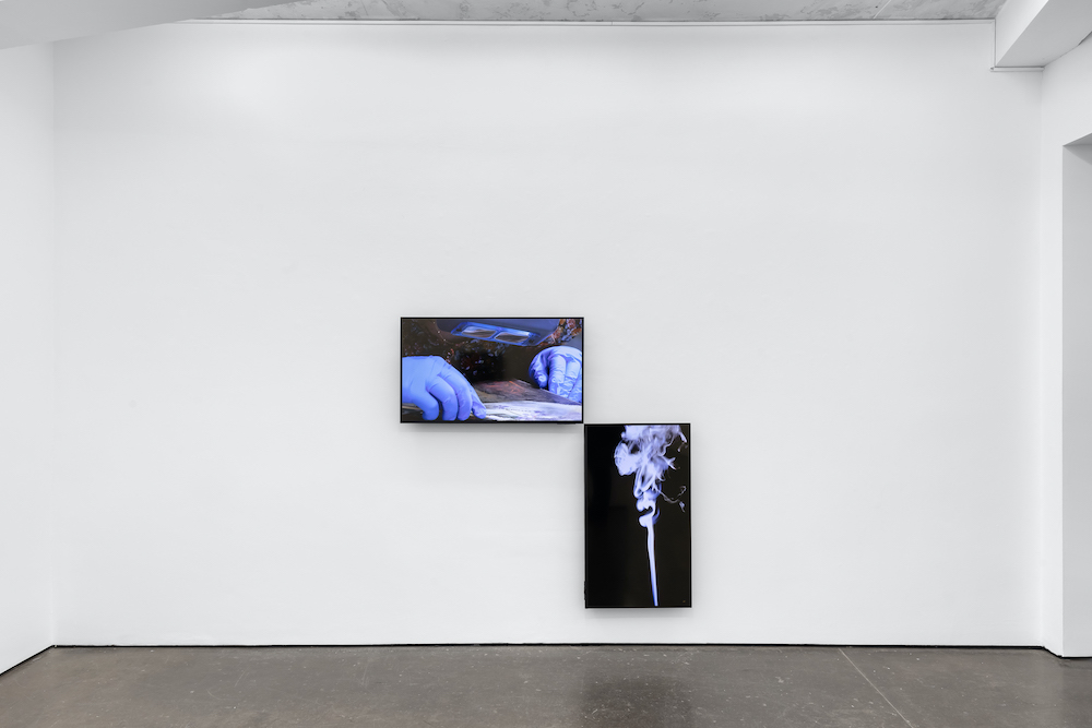 Amalia Pica Herald St 