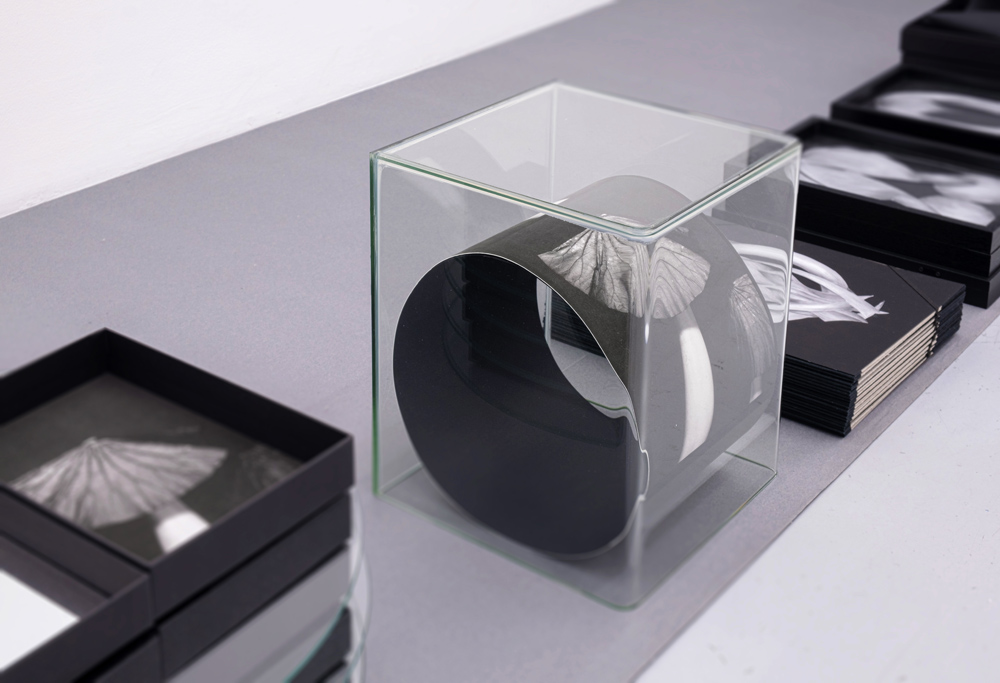 Marie Denis Galerie Alberta Pane 