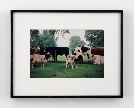 Karen Kilimnik, cows in england, 1984 (printed 2004) , 303 Gallery