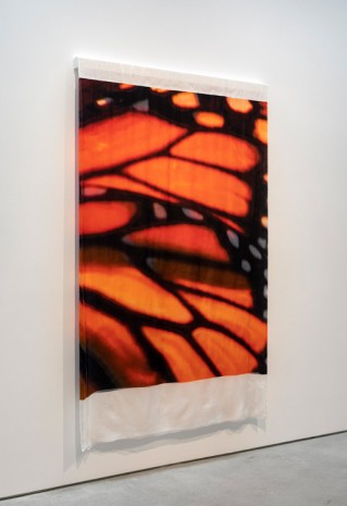 T. J. Wilcox, Monarch Butterfly, 2020 , Gladstone Gallery