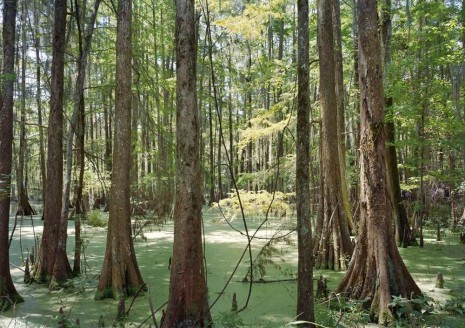 An-My Lê, Fragment VII: Swamp, Film Set, (Free State of Jones), Chicot State Park, Louisiana, from The Silent General, 2015 , Marian Goodman Gallery