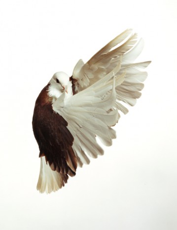 Roe Ethridge, Pigeon, 2001 , Gagosian
