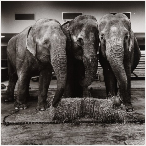Peter Hujar, Circus Elephants, 1973 , Galerie Buchholz