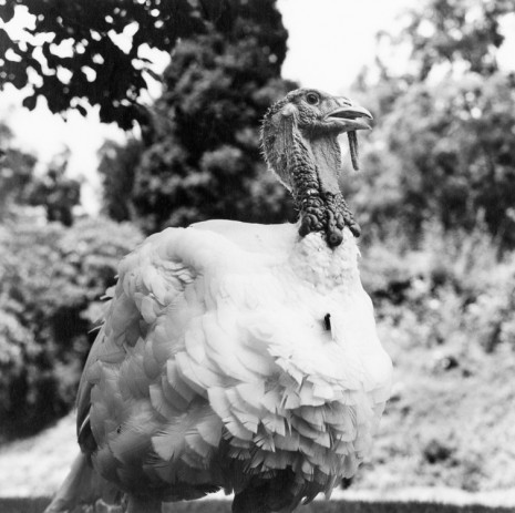 Peter Hujar, White Turkey, Pennsylvania, 1985 , Galerie Buchholz