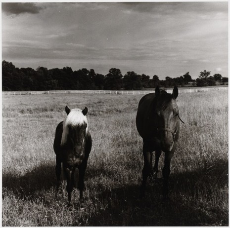 Peter Hujar, Two Horses in Field, 1977 , Galerie Buchholz