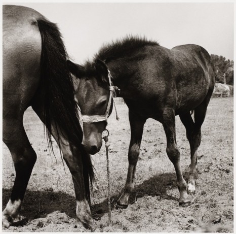 Peter Hujar, Colt with Mother, Italy, 1978 , Galerie Buchholz
