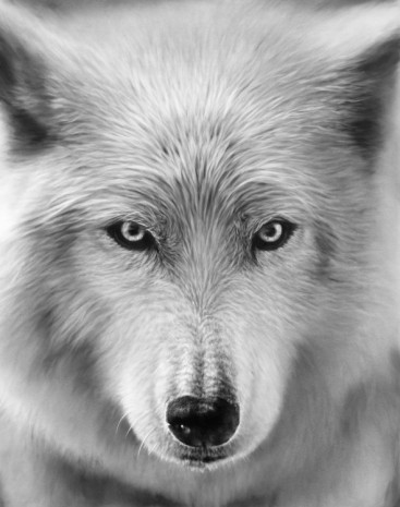 Robert Longo, Untitled (Arctic Wolf), 2019, Metro Pictures