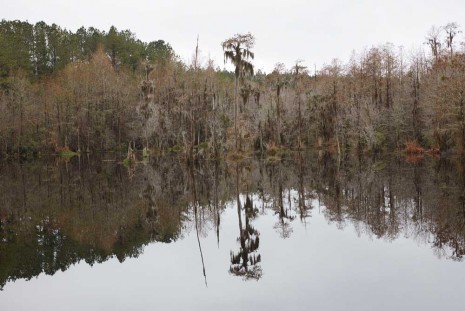 Catherine Opie, Untitled #7 (Swamps), 2019, Regen Projects