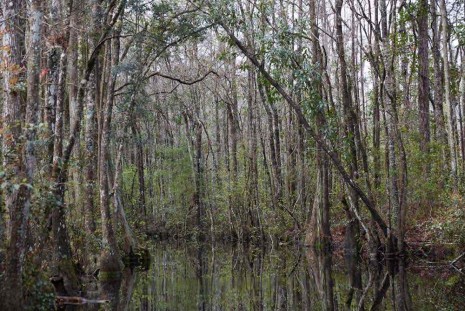 Catherine Opie, Untitled #9 (Swamps), 2019 , Regen Projects