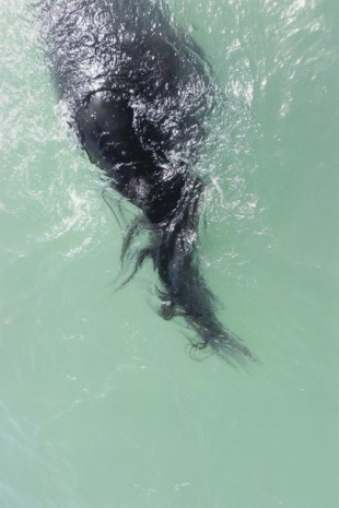 Jitka Hanzlová, #40 Untitled, 2012 (Swimming) from HORSE, 2007-2014, Mai 36 Galerie