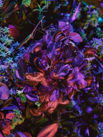 Richard Mosse, Dionaea muscipula with Mantodea, 2019 , carlier I gebauer