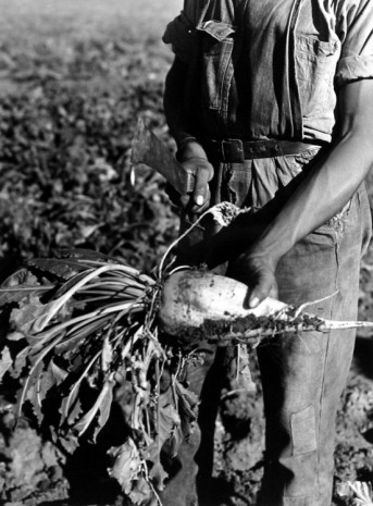 Arthur Rothstein, Sugar Beet before Topping, Adams County, Colo., 1939 , Howard Greenberg Gallery