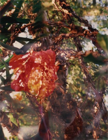 Gayle Chong Kwan, Kew/Pamplemousse 6, 2001 , Galerie Alberta Pane