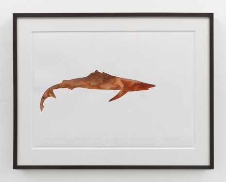 Dorothy Cross, Everest Shark – Bronze Working Drawing, 2013, Kerlin Gallery