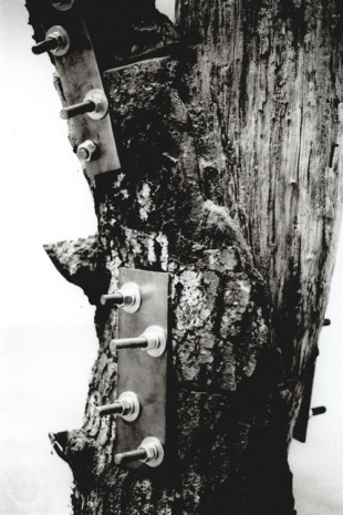 Zoe Leonard, Tree, 1997 , Hauser & Wirth