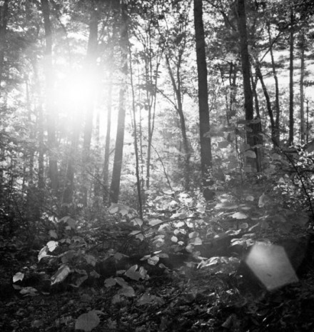 Shellburne Thurber , Light refracting through trees, 2019 , Galerie Barbara Thumm