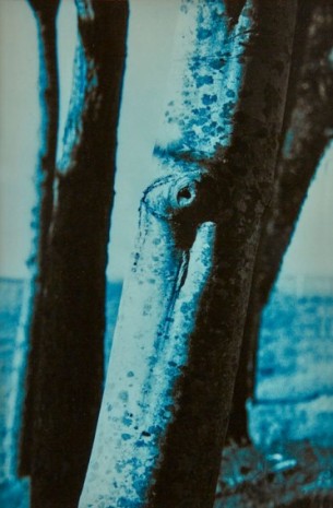 Roger Eaton, Close Trunk, Cornwall, 1989, Cardi Gallery