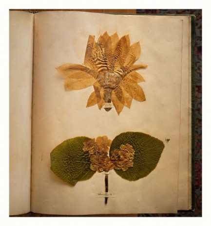 Annie Leibovitz, Emily Dickinson's herbarium, 2010 , Hauser & Wirth