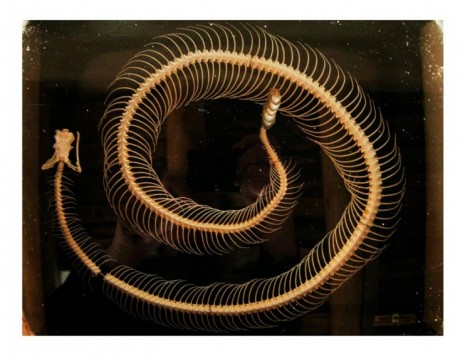 Annie Leibovitz, Rattlesnake skeleton in Georgia O’Keeffe’s living room Abiquiu, 2010 , Hauser & Wirth
