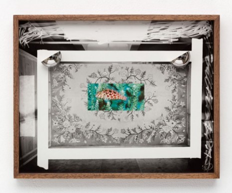 Elad Lassry , Untitled (Carpet, Coral Hawkfish), 2019 , 303 Gallery