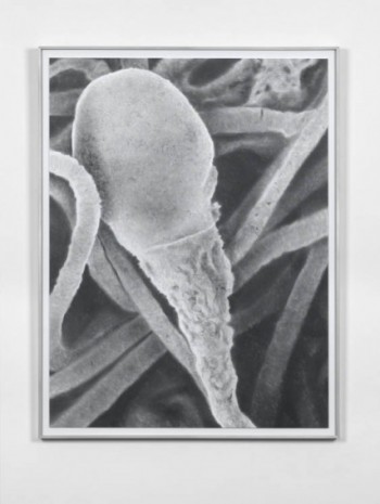 Juan Antonio Olivares, Untitled (Spermatozoa), 2019, MASSIMODECARLO