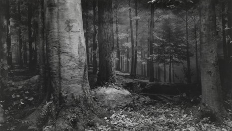 Hiroshi Sugimoto, Original Forest in Northern Pennsylvania, 1980, Marian Goodman Gallery