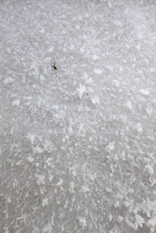 FOS, Salt Work with Mosquito, 2012, Max Wigram Gallery (closed)