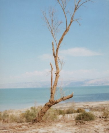 Andres Serrano , Dead Sea Tree (Jerusalem), 2014 , Galerie Nathalie Obadia