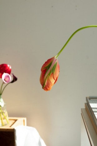 Wolfgang Tillmans, hanging tulip, 2020, Galerie Chantal Crousel