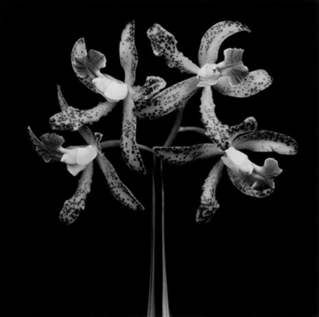 Robert Mapplethorpe, Orchids, 1983 , Gladstone Gallery