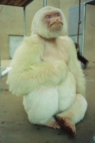 Shimabuku, Southern Hemisphere (White Gorilla Photo), 1991/1995, Amanda Wilkinson