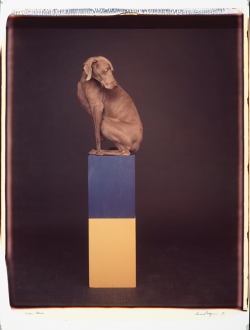 William Wegman , Over Blue, 1991 , Mai 36 Galerie