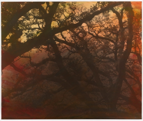 Erik Steffensen, deep orange southern trees, 2021  , Galleri Bo Bjerggaard