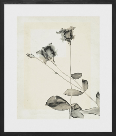 Thomas Ruff, flower.s.23, 2018, Mai 36 Galerie