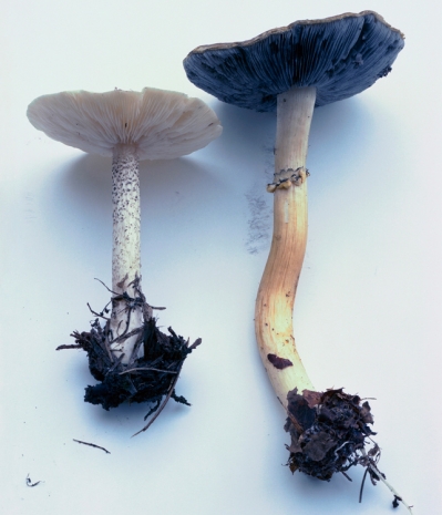 Takashi Homma, Mushroom from the forest #17, 2011 , Nonaka-Hill