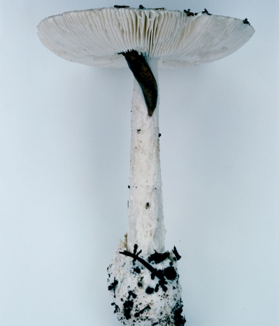 Takashi Homma, Mushroom from the forest #19, 2011 , Nonaka-Hill