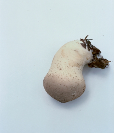 Takashi Homma, Mushroom from the forest #24, 2011 , Nonaka-Hill