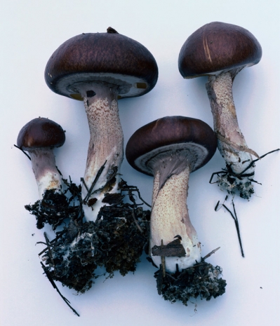 Takashi Homma, Mushroom from the forest #25, 2011 , Nonaka-Hill