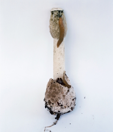 Takashi Homma, Mushroom from the forest #9, 2011 , Nonaka-Hill