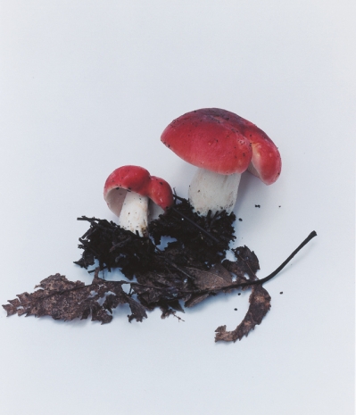 Takashi Homma, Mushroom from the forest #12, 2011 , Nonaka-Hill